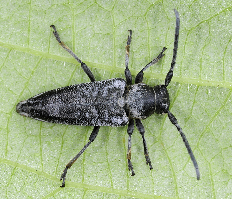 Phytoecia antoniae