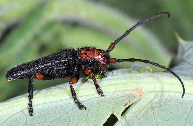 Phytoecia puncticollis puncticollis