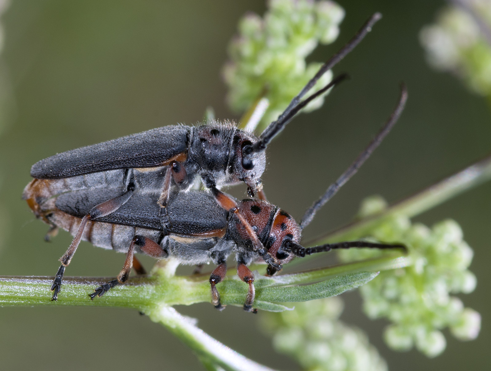 Phytoecia rubropunctata