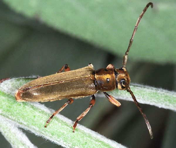 Phytoecia salvicola