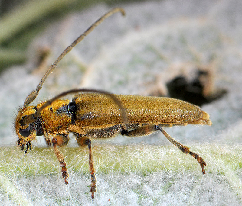 Phytoecia suworovi