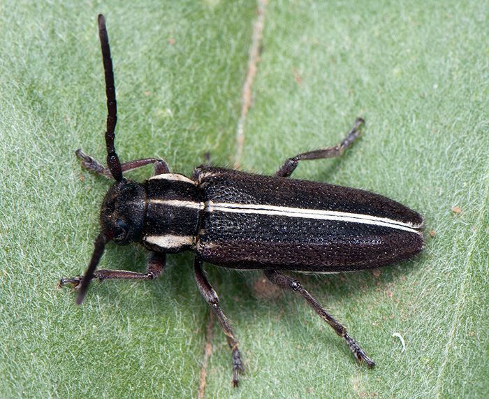 Phytoecia compacta compacta