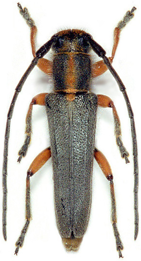 Phytoecia icterica