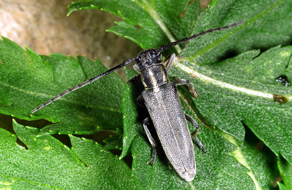 Phytoecia nigricornis