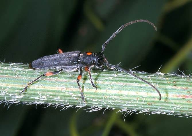 Phytoecia virgula