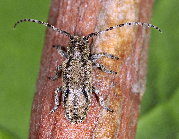 Pterolophia m-griseum