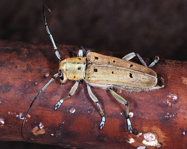 Saperda octopunctata