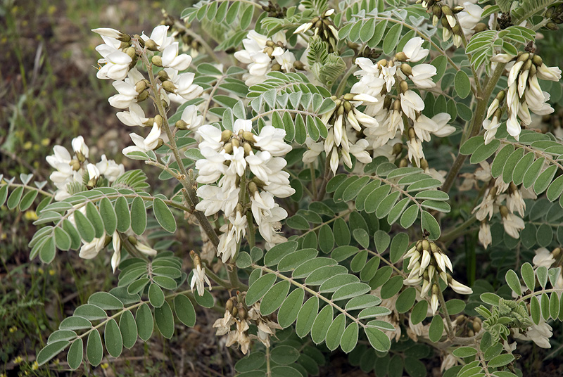 Erophaca baetica orientalis