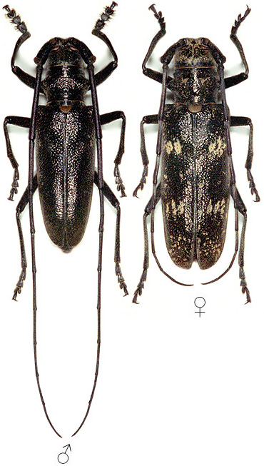 Monochamus sartor