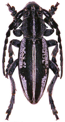 Dorcadion divisum