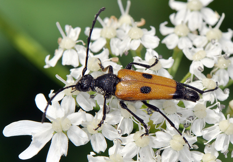 Batesiata tesserula