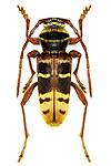 Cerambycinae