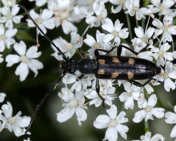 Anoplodera sexguttata