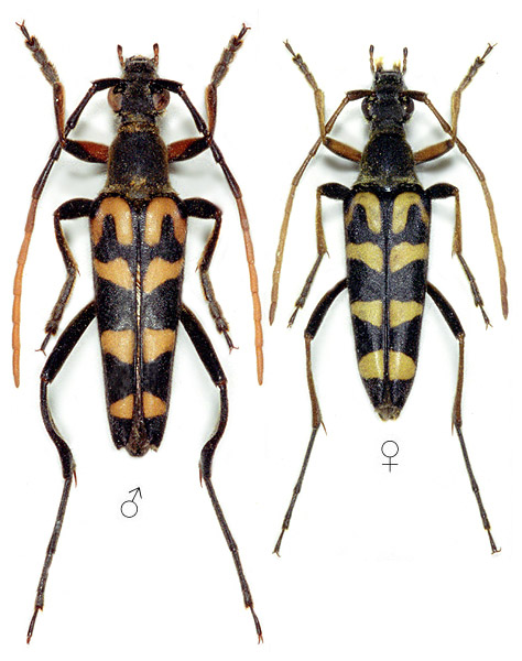 Leptura annularis