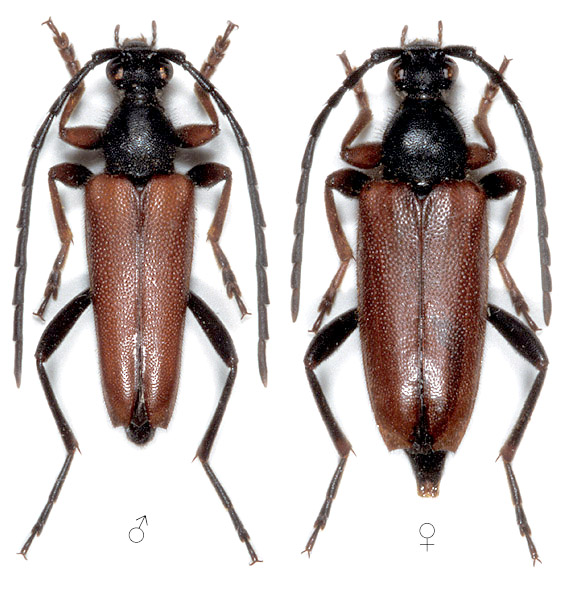 Stictoleptura erythroptera