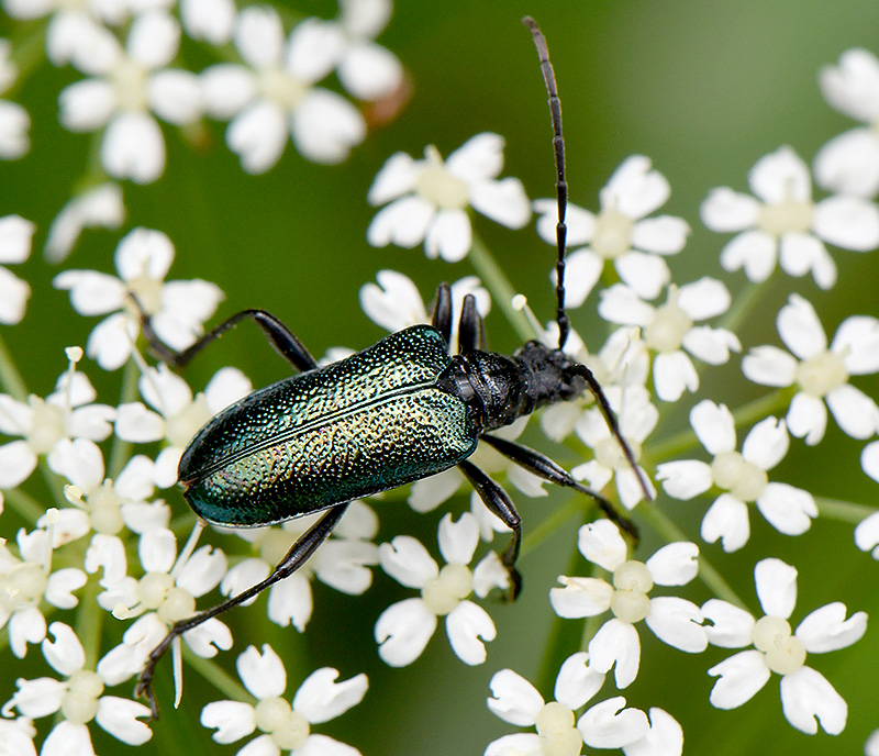 Gaurotes virginea