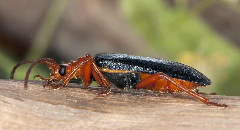 Rhamnusium bicolor bicolor
