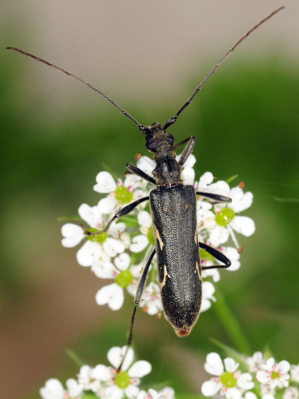 Leptorhabdium illyricum