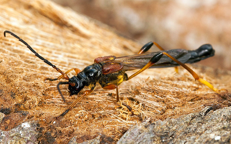 Necydalis major - male