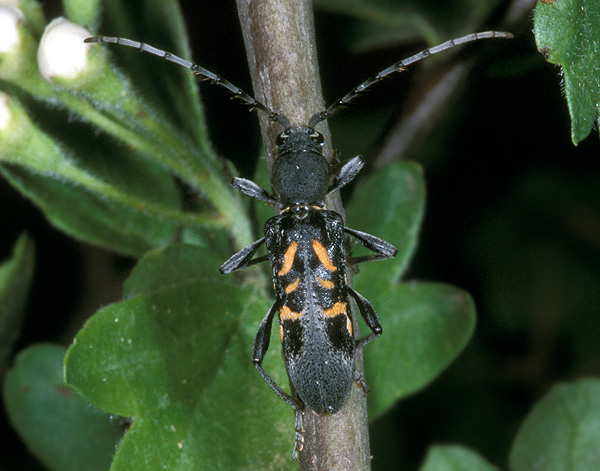 Anaglyptus luteofasciatus