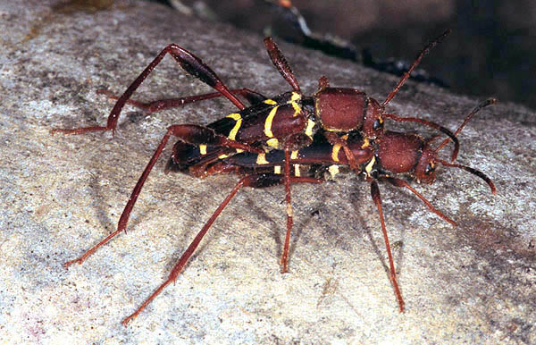 Neoclytus acuminatus acuminatus