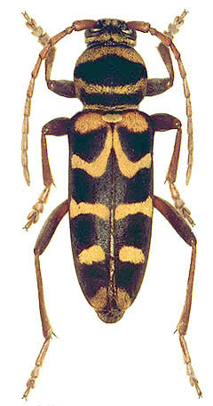 Plagionotus bobelayei