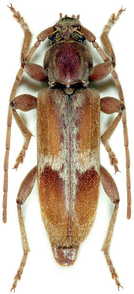 Trichoferus pallidus