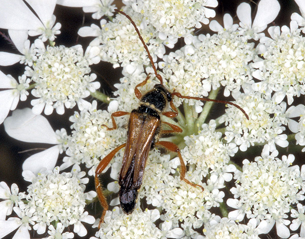 Stenopterus flavicornis