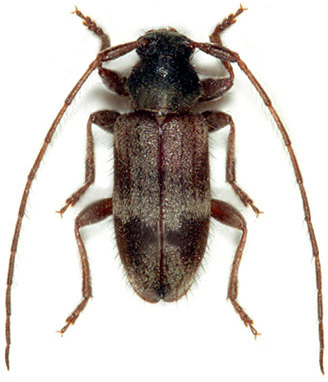 Exocentrus lusitanus