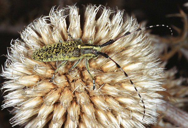 Agapanthia sicula malmerendii