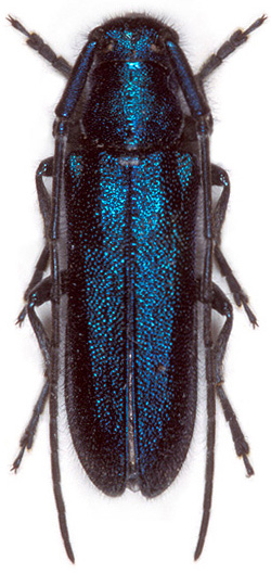 Agapanthia lais