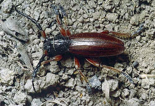 Dorcadion fulvum