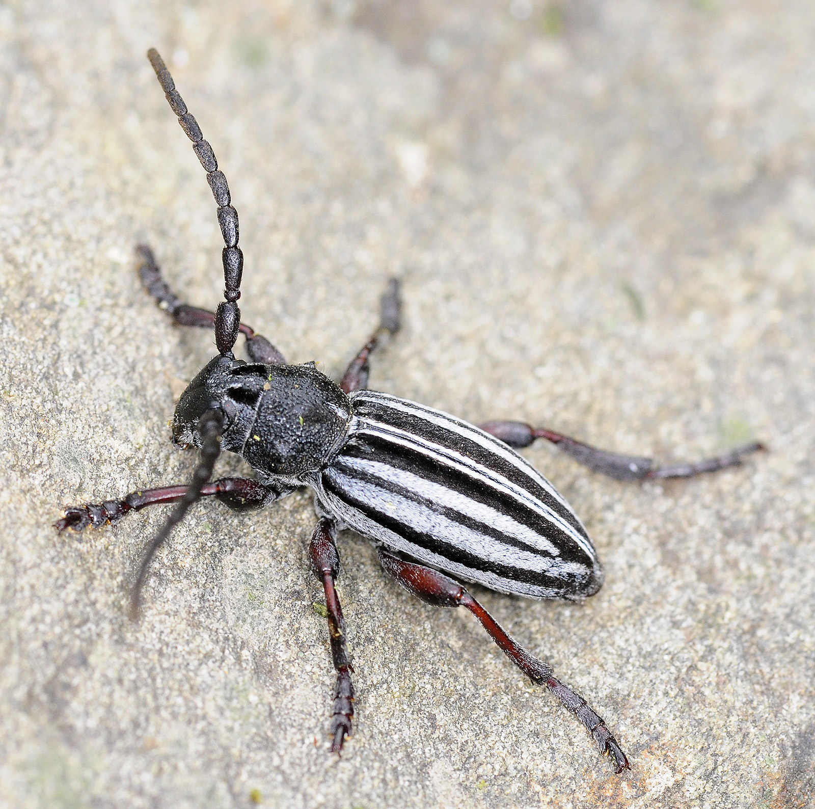 Dorcadion auratum