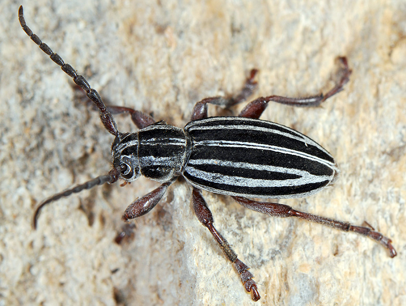 Dorcadion hellmanni