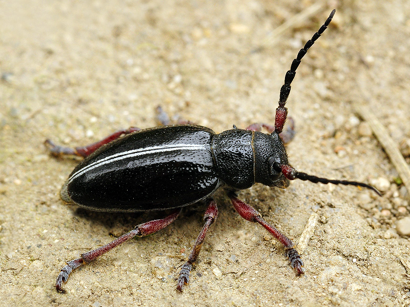 Dorcadion pedestre