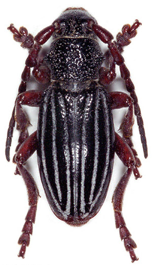 Dorcadion theophilei