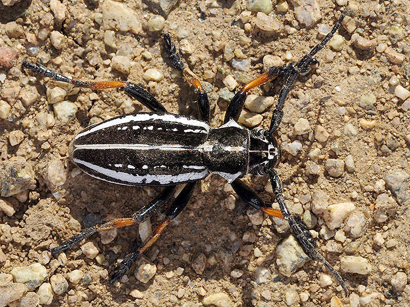 Dorcadion cephalotes male