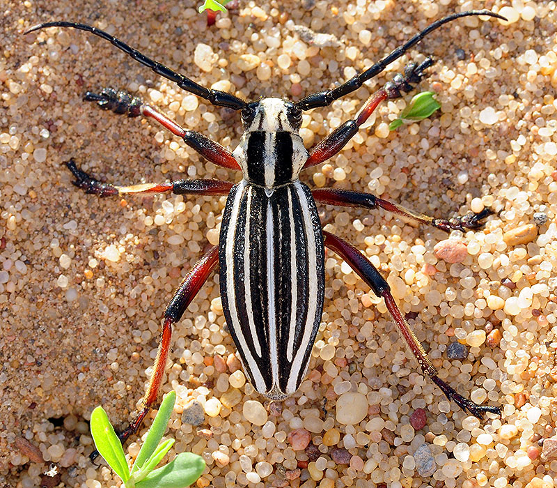 Dorcadion archarlense male