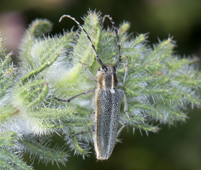 Oxylia argentata