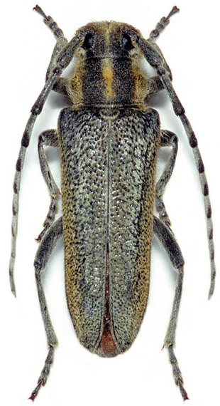 Oxylia argentata