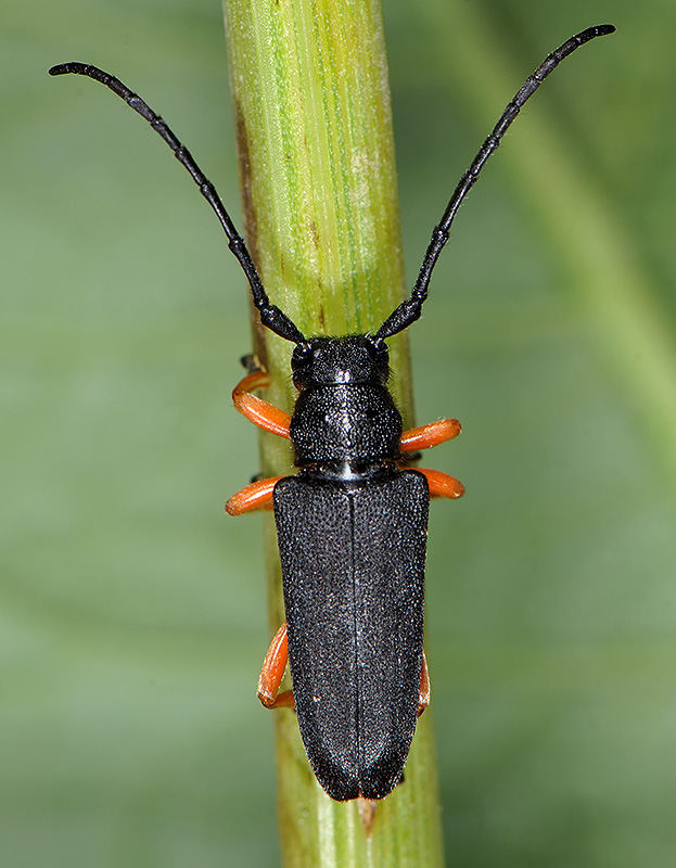 Phytoecia affinis boeberi