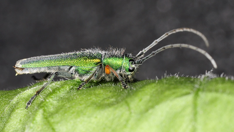 Phytoecia caerulea caerulea