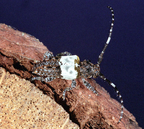 Pogonocherus hispidulus