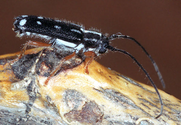 Menesia bipunctata