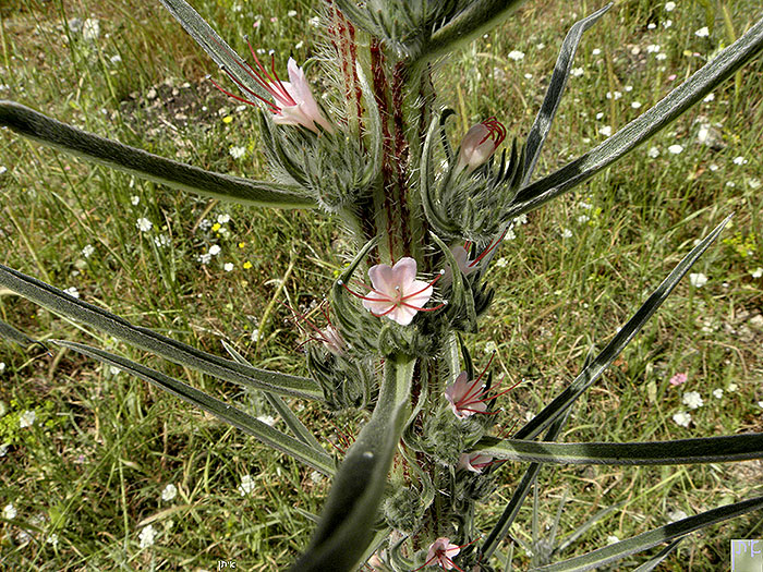 Echium glomeratum