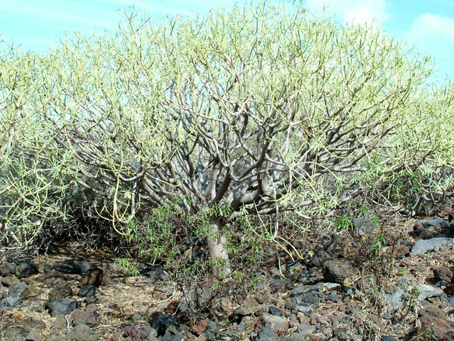 Euphorbia regis-jubae