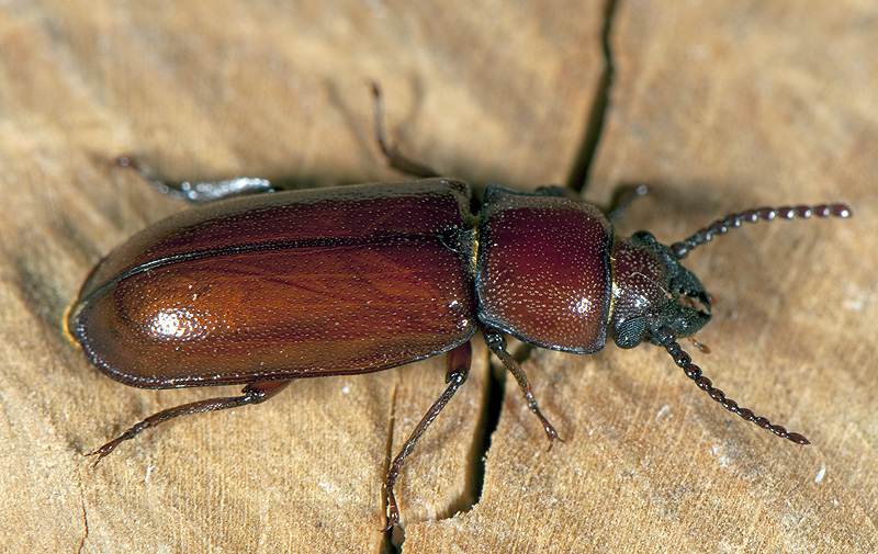 Parandra brunnea