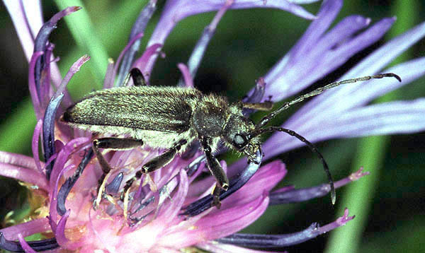 Cortodera holosericea