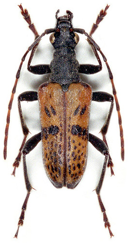 Evodinus clathratus