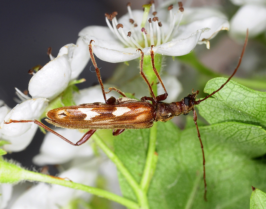 Leptorhabdium caucasicum